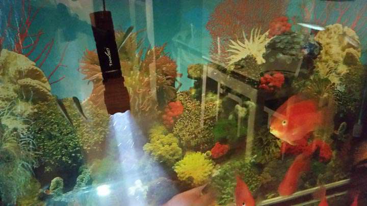 手電PT10,為戰術而生